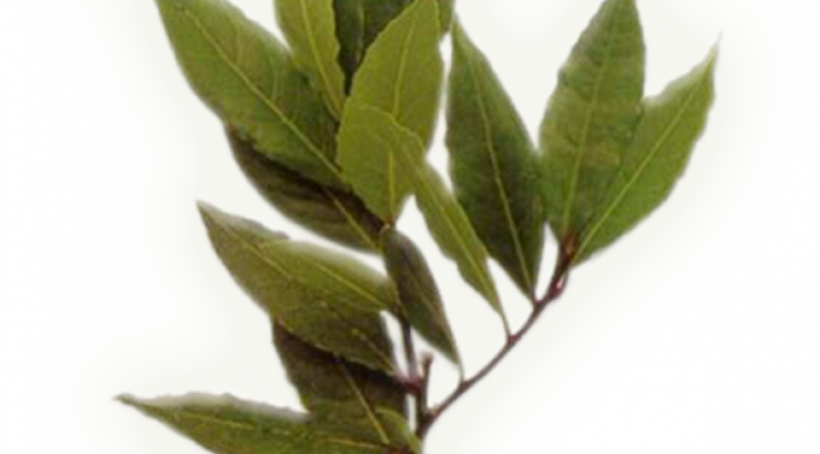  Δαφνέλαιο: Πώς ωφελεί τα μαλλιά μας; 