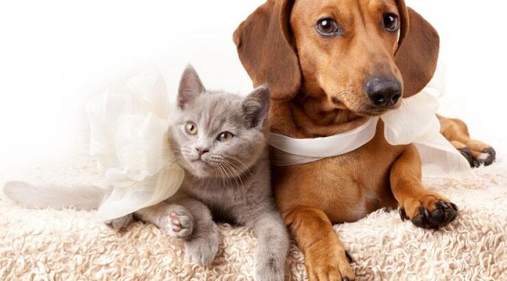 Υγεία, η συντροφιά ενός ζώου