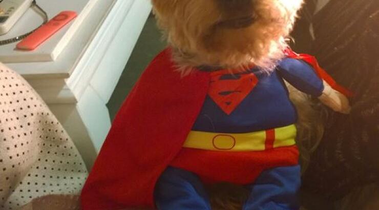 Ποια Κύπρια παρουσιάστρια έντυσε το σκυλάκι της Superman