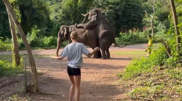 Γνωστή Ελληνίδα πόζαρε τη στιγμή που πίσω της δύο ελέφαντες συνουσιάζονταν [βίντεο]
