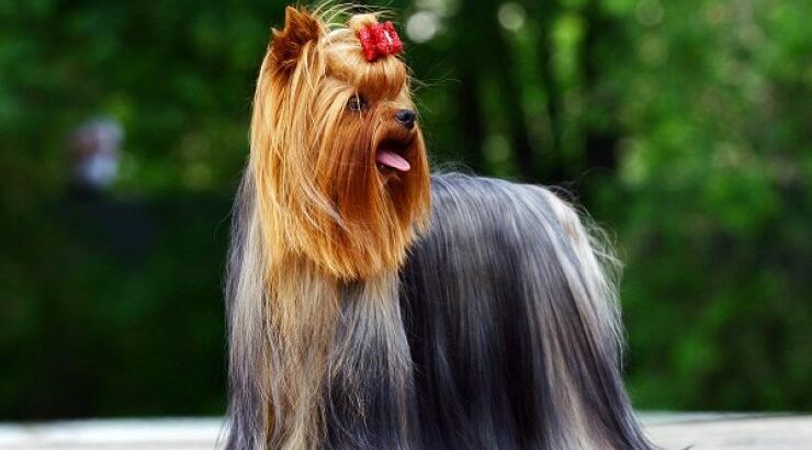 Καλλιστεία σκύλων