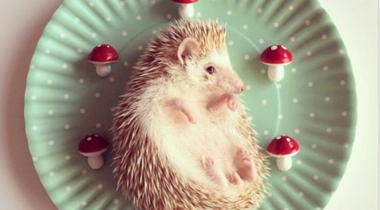 Γνωρίστε την υπέροχη Darcy