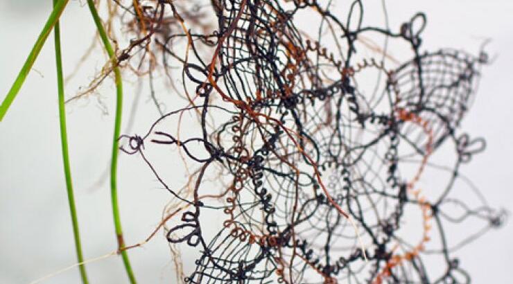 Δαντέλα… γενετικά φτιαγμένη!