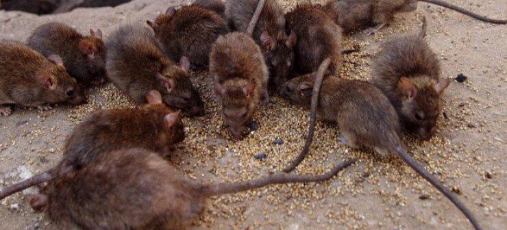 Το «κορίτσι αρουραίος» - Είχε για κατοικίδια χιλιάδες τρωκτικά! 