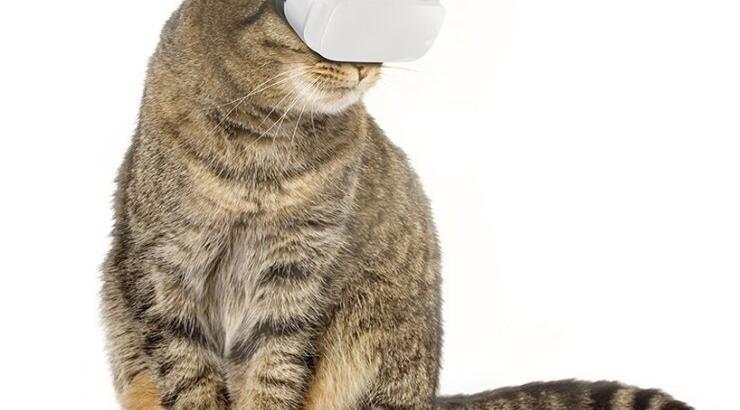 CAT VR