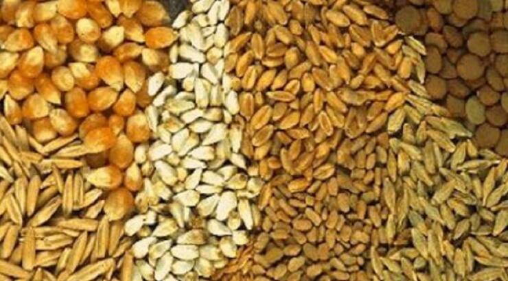 Το Σάββατο στη Λευκωσία θα φυτέψουμε σπόρους!