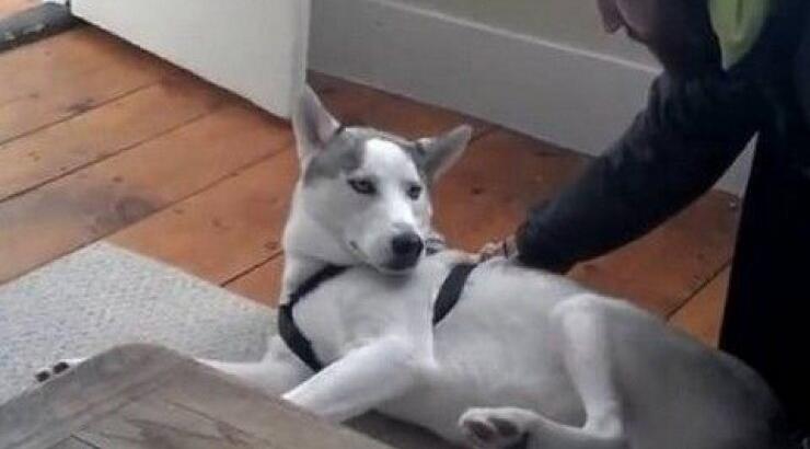 Σαρώνει στο διαδίκτυο το χάσκι που λέει "όχι" [βίντεο]