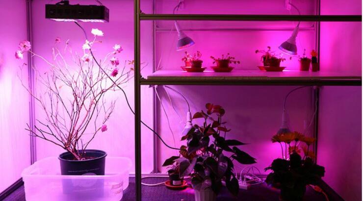 Ένα φυτό με ηλεκτρικά ενεργά συστήματα ακολουθεί το φως όπου πάει