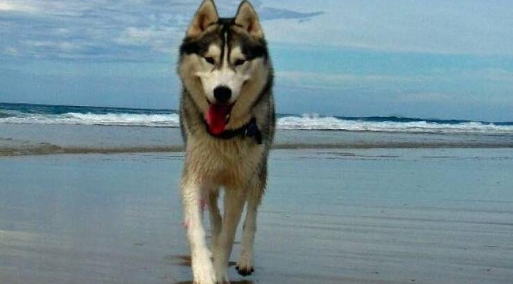 Pet friendly παραλίες σε όλη την Κύπρο