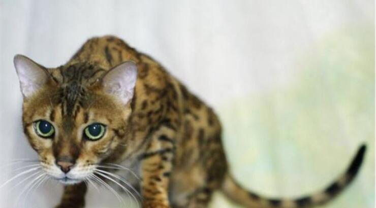 Γάτος σώθηκε χάρη στη μετάγγιση αίματος από σκύλο! 