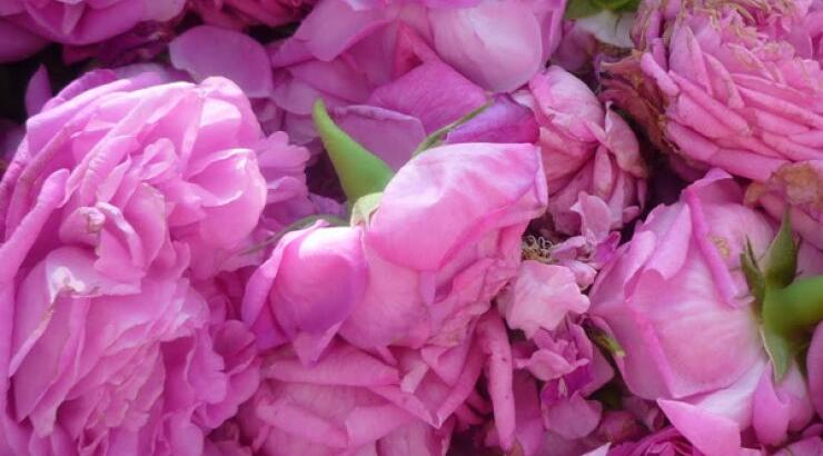 10+1 λόγοι για να πας στο Φεστιβάλ Τριαντάφυλλου στον Αγρό