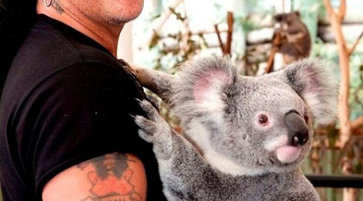 Slash και κοάλα