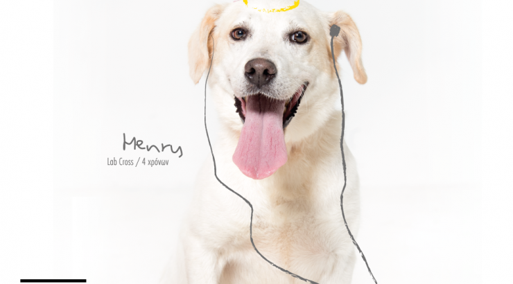 Υιοθέτησε ένα σούπερ σκυλάκι τώρα!