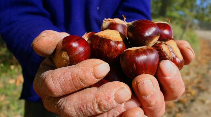 Κάστανο: Ο βασιλιάς της χειμερινής διατροφής