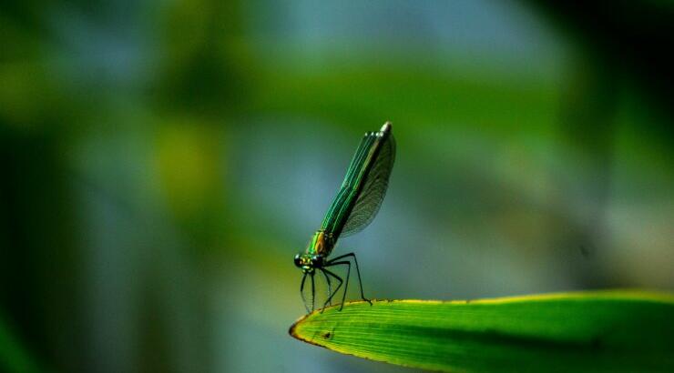 Κορωνοϊός: Μεταδίδεται από τα κουνούπια; 
