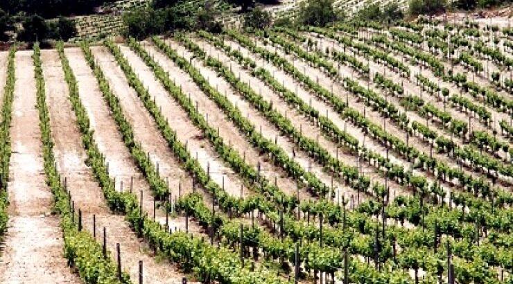 Στο Οινοποιείο Μαλλιάς