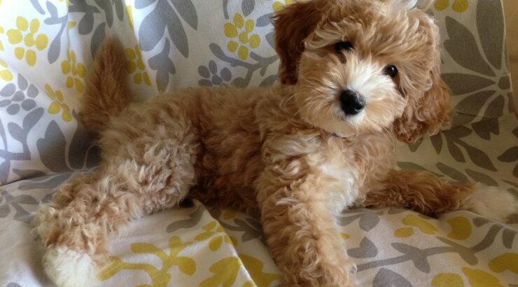 Ποιες είναι οι καλύτερες ράτσες σκύλων για παιδιά;