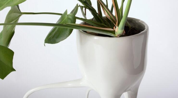 Γλάστρες Monstera