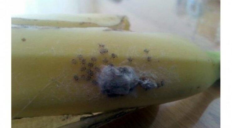 Αγόρασαν μπανάνες με τις πιο θανατηφόρες αράχνες του κόσμoυ