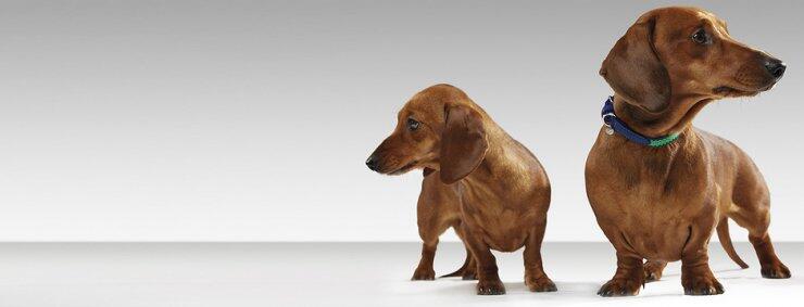 Mulberry: Σχεδιάζει για το τετράποδο σου 