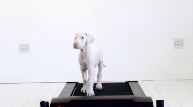 Δείτε το πιο συγκινητικό βίντεο με ένα άρρωστο σκυλάκι