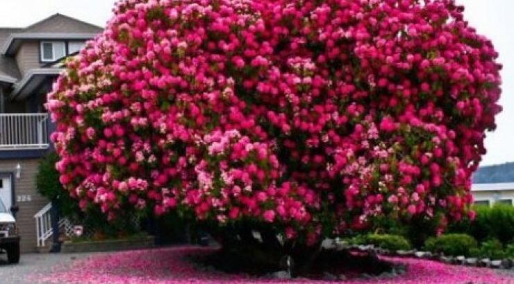 Εκπληκτικό ροδόδεντρο ετών 125