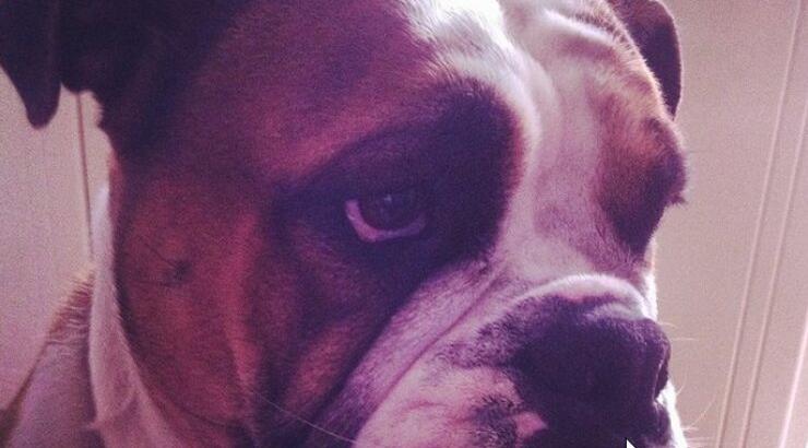 Γιατί "κατσούφιασε" ο σκύλος γνωστού Κύπριου ποδοσφαιριστή;