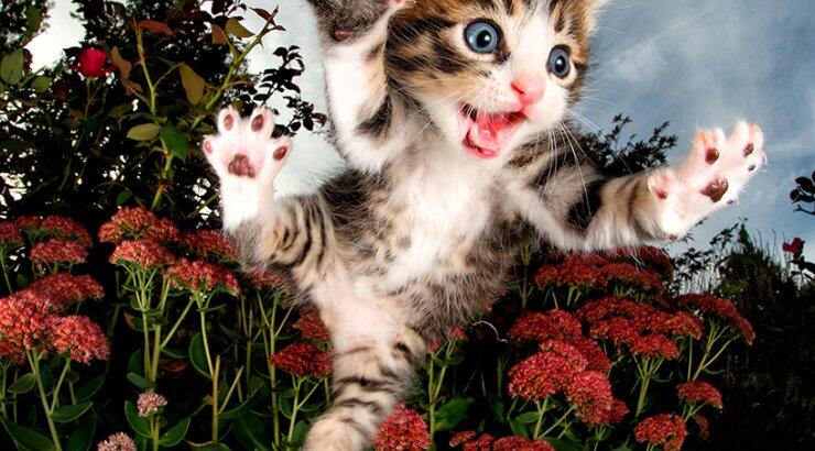 Γατάκια σε κίνηση