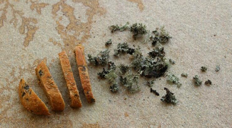 Μια σειρά τροφίμων από… κίτρινη μούχλα, θα γίνει η απαραίτητη διατροφή μας μετά την καταστροφή