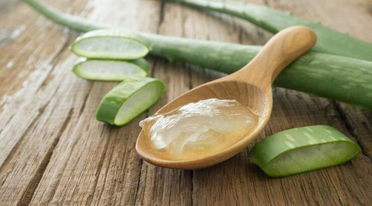 Aloe Vera: Το εξωτικό παχύφυτο με τις φαρμακευτικές ιδιότητες!