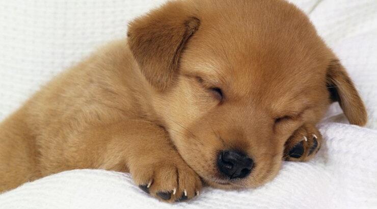 5 τρόποι για να συμβιώσετε πολύ πιο εύκολα με τα αγαπημένα σας σκυλάκια    