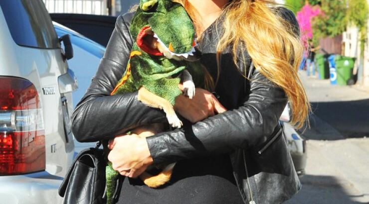 Τι έντυσε το σκύλο της η Paris Hilton για το Halloween; [εικόνες]
