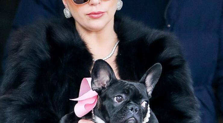 H Lady Gaga έχει τον πιο ωραίο σκύλο [εικόνες]