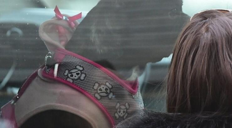 Περιπέτειες για τη Lady Gaga [εικόνες]