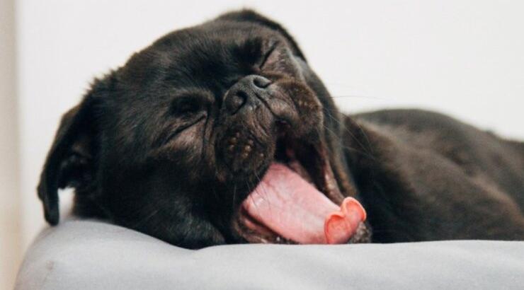 Το χασμουρητό είναι μεταδοτικό; Oι ειδικοί εξηγούν 