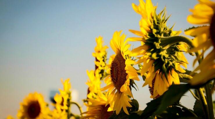 Τι προβλέπουν τα ζώδια για την Κυριακή 22 Σεπτεμβρίου 2019;