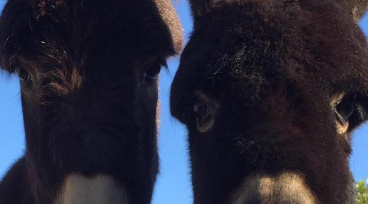 Κι αυτήν την Κυριακή θα περάσουμε υπέροχα στη φάρμα
