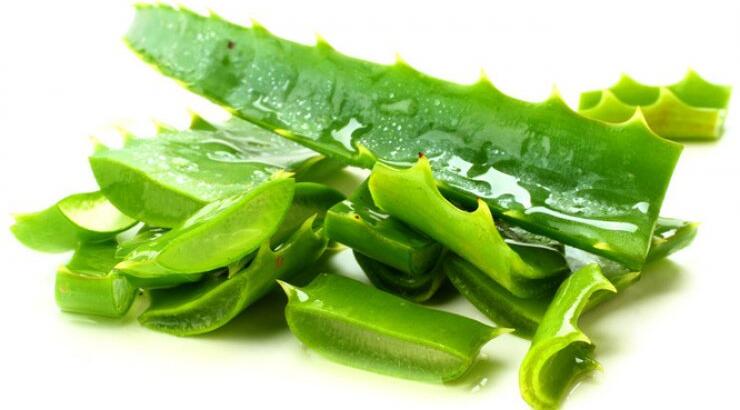 Αλόη: θεραπευτικές, θρεπτικές και καλλυντικές ιδιότητες