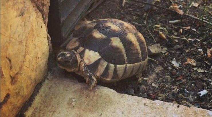 Ποιο επώνυμο ζευγάρι της Κύπρου έχουν για κατοικίδιο στον Πρωταρά αυτή την τεράστια χελώνα;