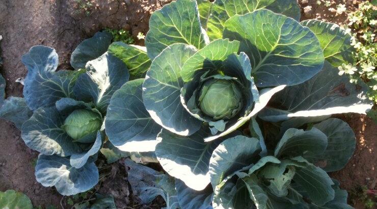 Τα λαχανικά του φθινοπώρου