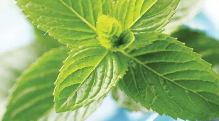 Πρησμένα πόδια; Η λύση βρίσκεται στη… μέντα! 