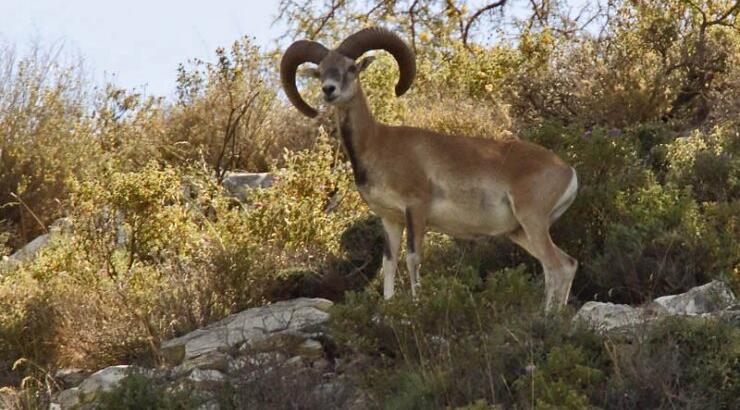 Υπόθεση εμπορίας αγρινού: Συνελήφθη 60χρονη & ο εγγονός της