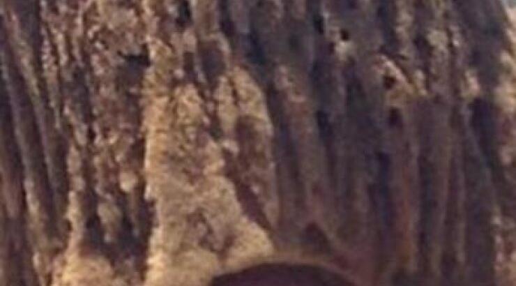 Ποια Ελληνίδα τραγουδίστρια κρύβεται κάτω από το τεράστιο σφουγγάρι;