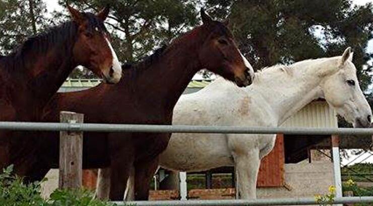 Ζήσε την περιπέτεια στη φύση [στη Riverland Dairy Bio Farm]