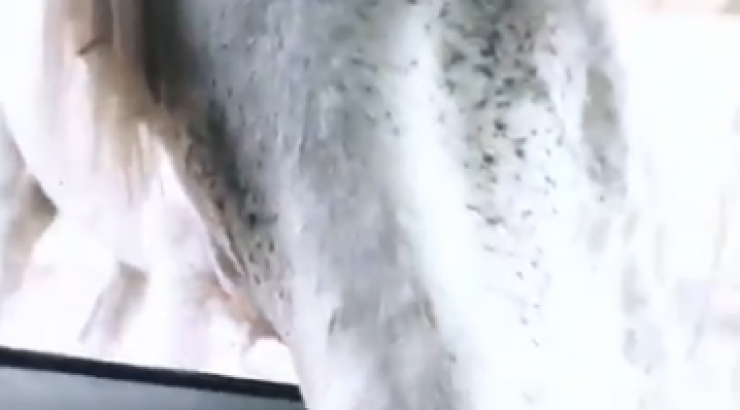 Δεν πιστεύαμε στα μάτια μας! Άλογο “εισέβαλε” στο αυτοκίνητο επώνυμης της κυπριακής showbiz! [βίντεο]