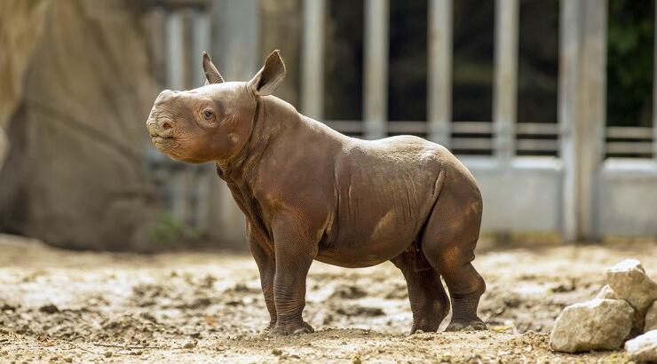 Το μωρό Ρινόκερος που δεν κοιμάται χωρίς παραμύθι