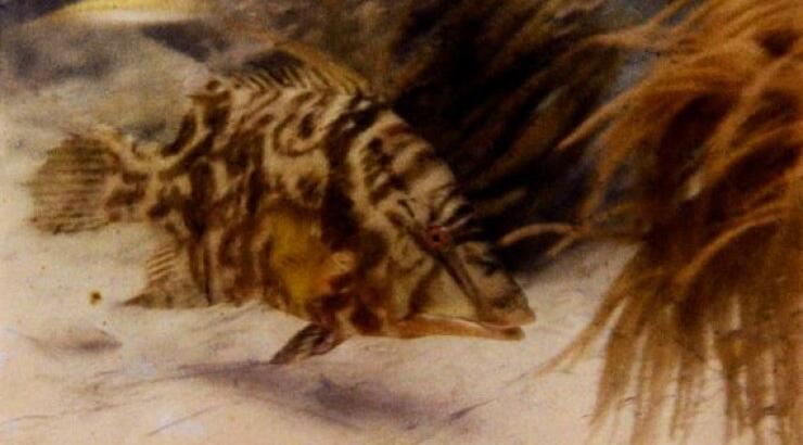 Σαν σήμερα το National Geographic δημοσίευσε την πρώτη έγχρωμη υποβρύχια φωτογραφία