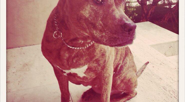 Αυτός είναι ο καλύτερος φίλος διάσημης σταρ του Hollywood [φωτογραφίες]