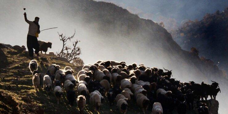 Στην εντατική 79χρονος βοσκός που χάθηκε