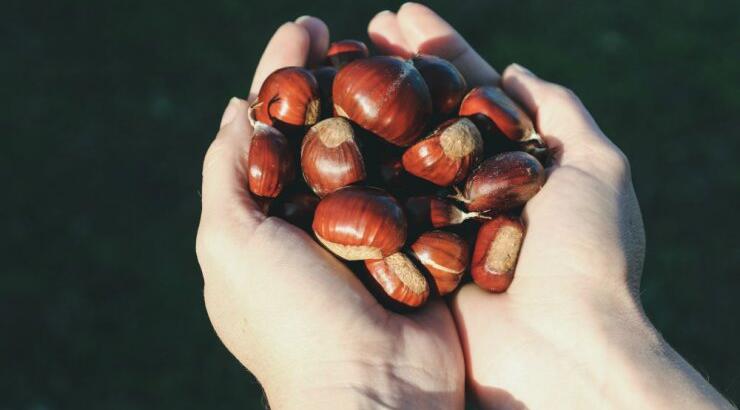 Κάστανο: Το απόλυτο χειμωνιάτικο τρόφιμο